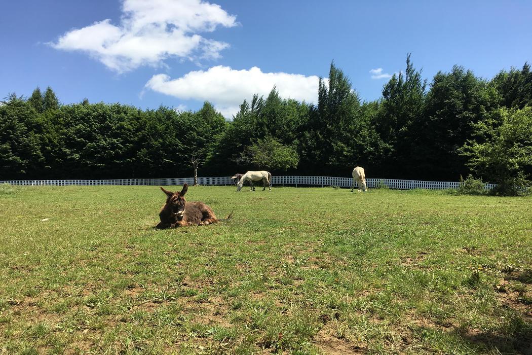 Sapanca Aile Dağ Evi - Geniş ve Konforlu - Görsel 4